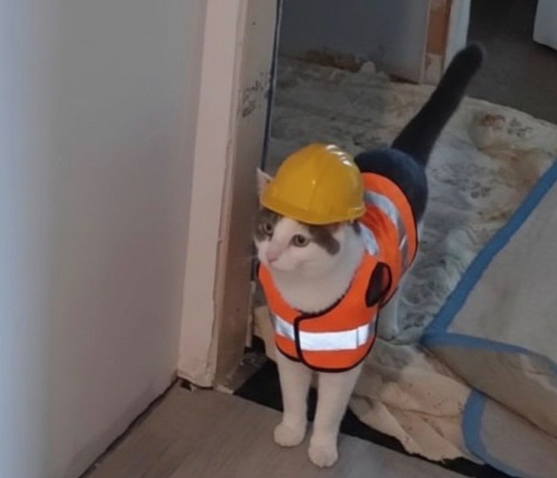 リアル現場ネコ