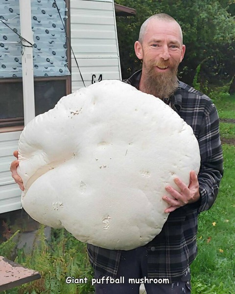 滅茶苦茶デカいキノコ…。2