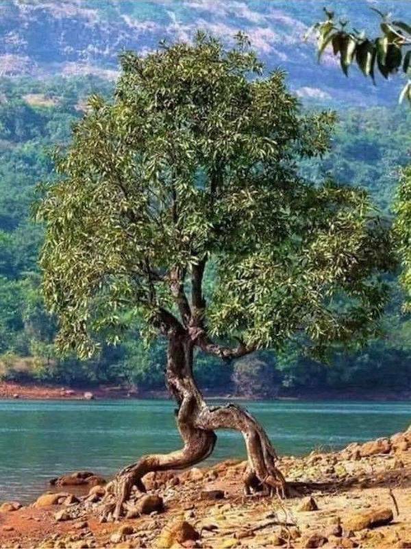 【画像】エント。水辺から逃げる「木」！！