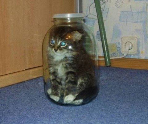 ネコは液体。ボトルシップならぬボトルキャット！！
