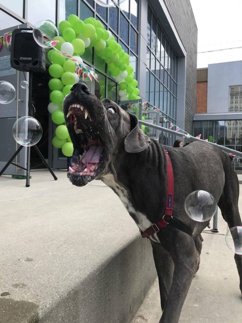 シャボン玉を食う犬の口の迫力