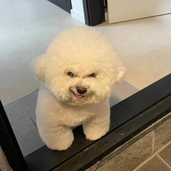 メチャクチャワルそうな顔で笑う犬 ネタ画像 Com