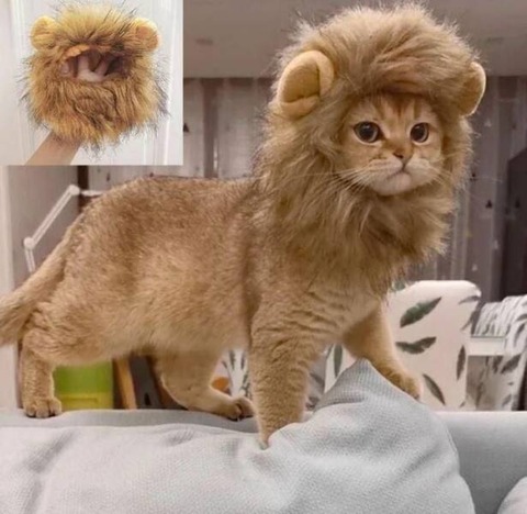 タテガミが立派な小さなライオン！？