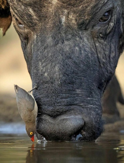 ウシの鼻に停まって一緒に水を飲むトリ