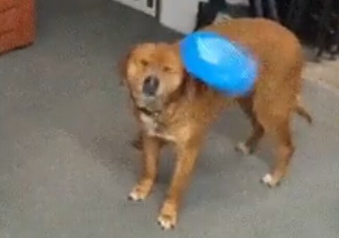 フリスビーに興味がない犬