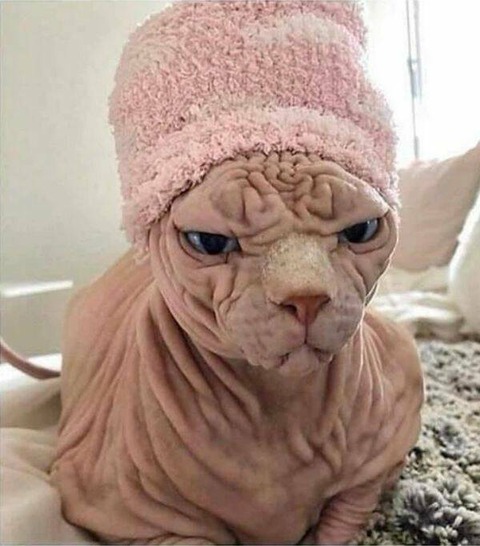 気難しそうなスフィンクスの画像