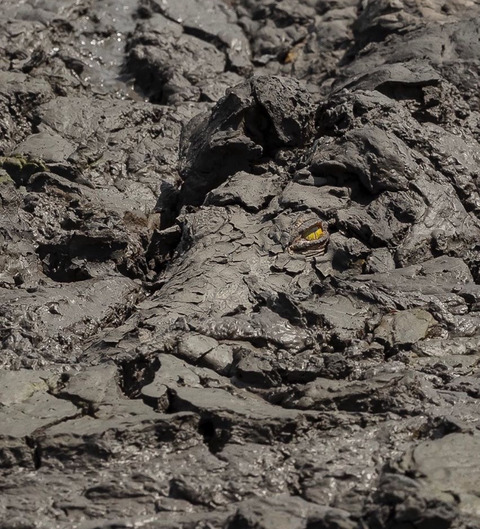 なんとなく危険な香りがする泥沼