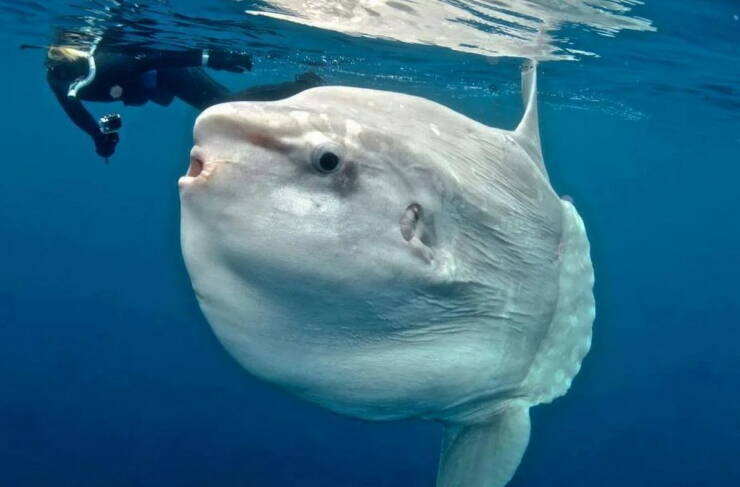【画像】マンボウの大きさがよく分かるマンボウ画像