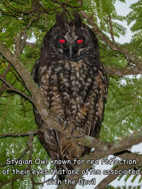 赤い目をしたミミズクが地獄の門番みたいで凄い…。