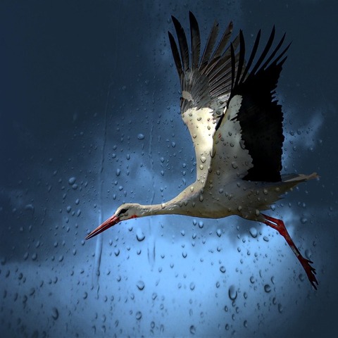 stork-782060_640