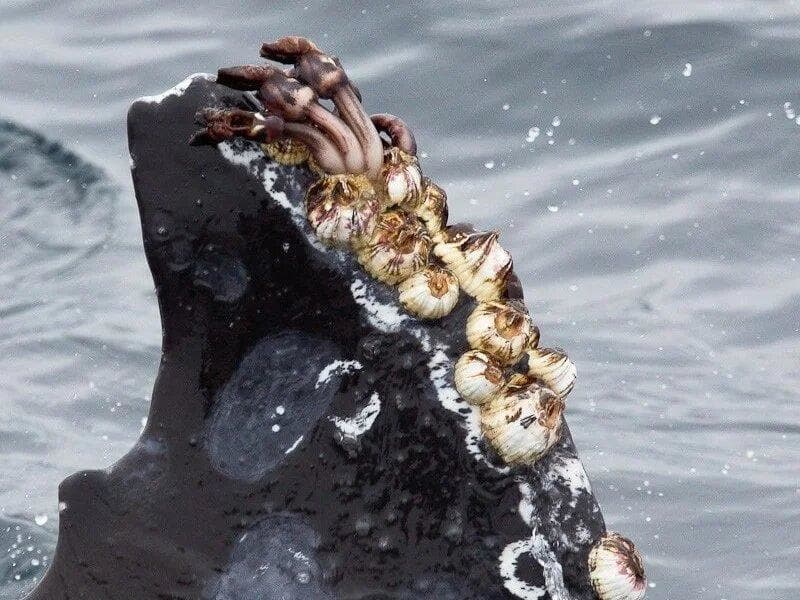画像 クジラの皮膚 寄生虫だらけでキモい ネラーボイス