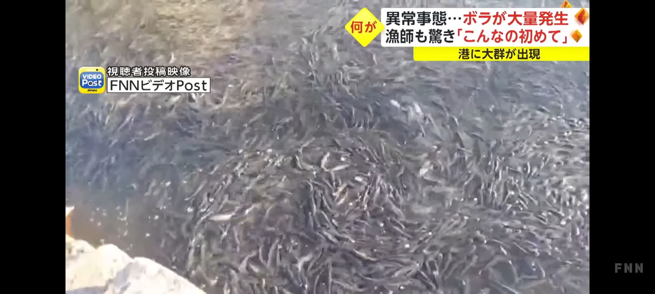 【画像】ボラ、大量発生 お前らが想像する10倍は大量発生 : ネラーボイス
