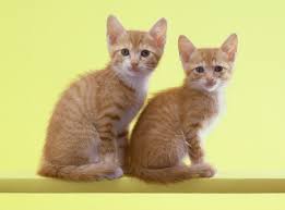 ダウンロード (19)