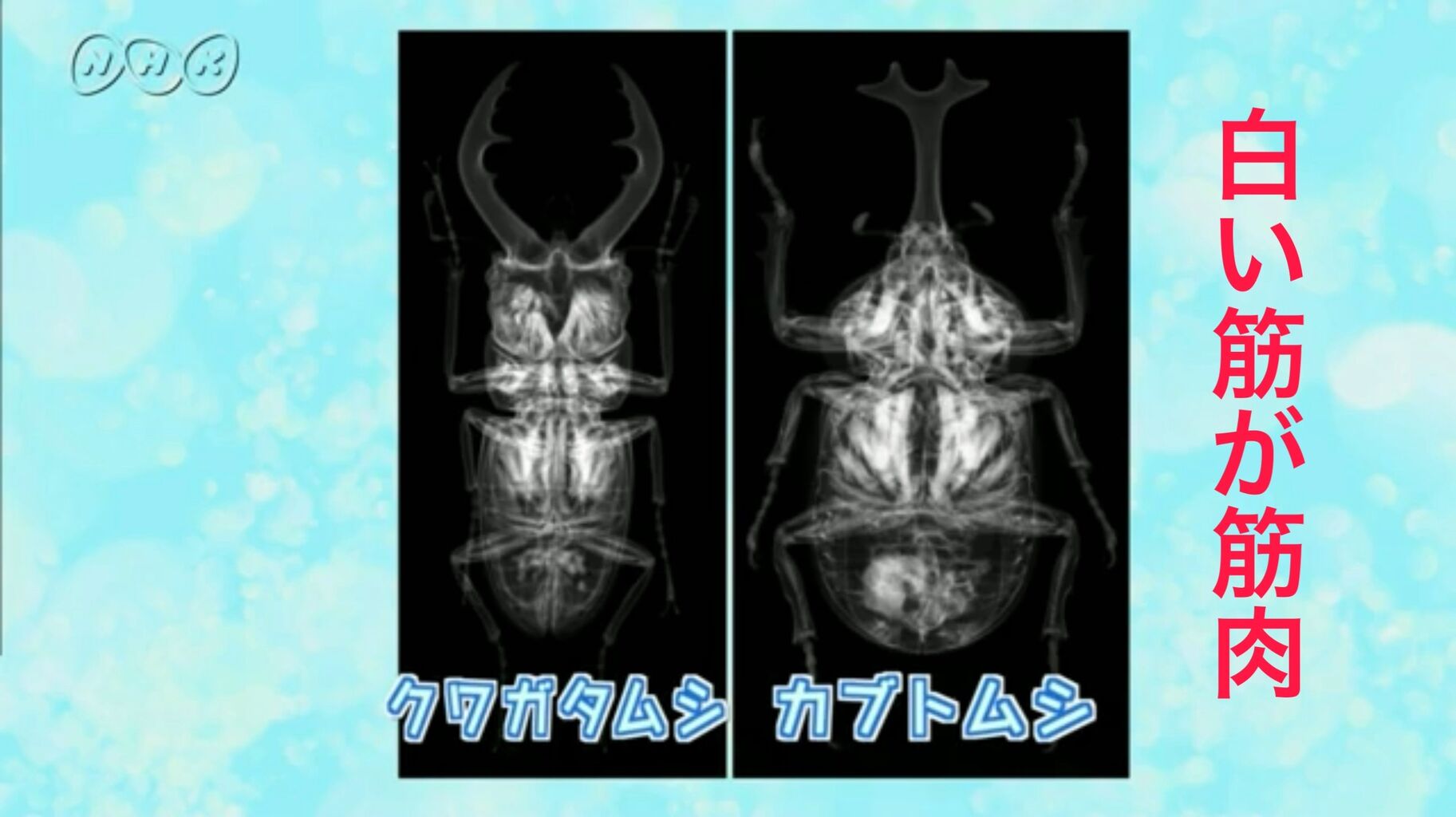 画像 ミヤマクワガタ 余りにもカッコ良すぎると話題に これを見てもカブトムシ派で居られるか ネラーボイス 画像 ミヤマクワガタ 余りにもカッコ良すぎると話題に これを見てもカブトムシ派で居られるか ネラーボイス