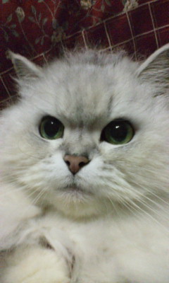 nekouyo_095