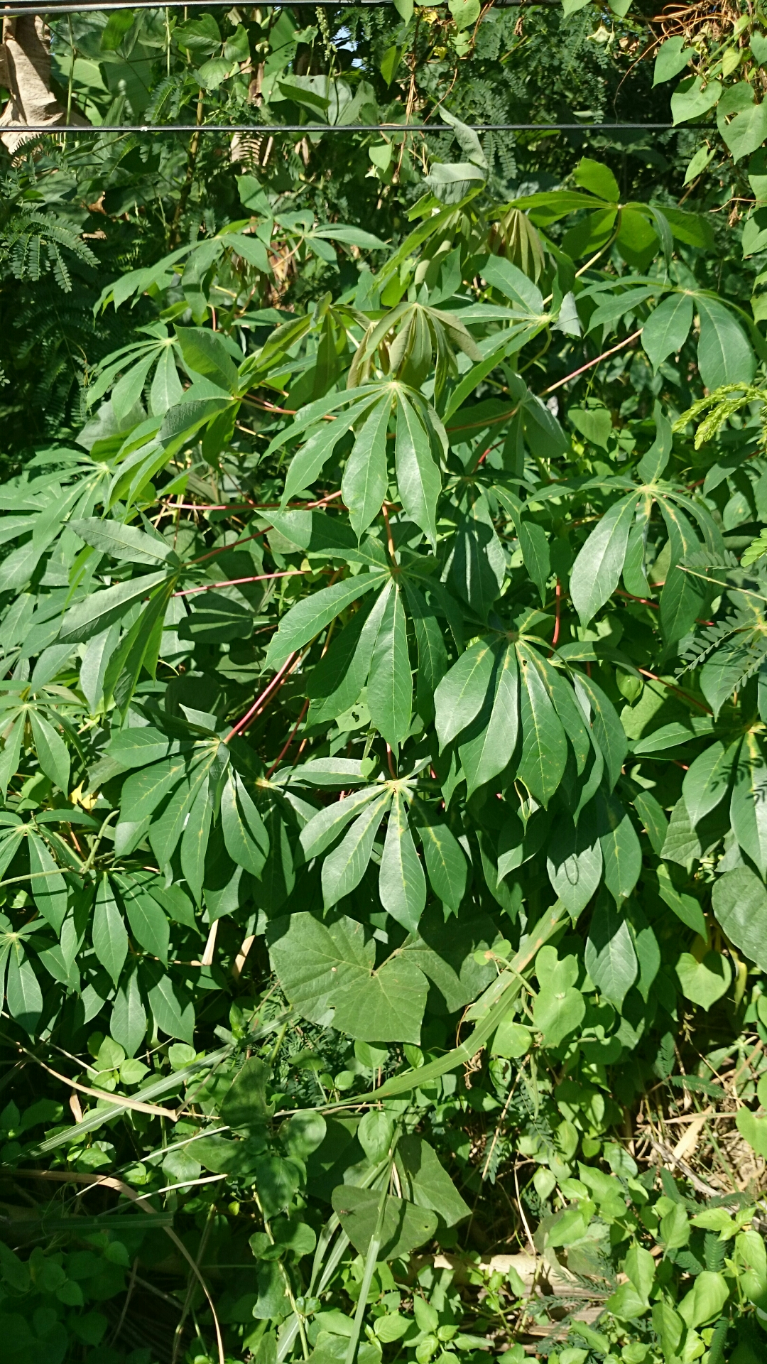 ☆キャッサバ挿木用苗木(穂木)50本入り☆(黄色系スイート種)・沖縄