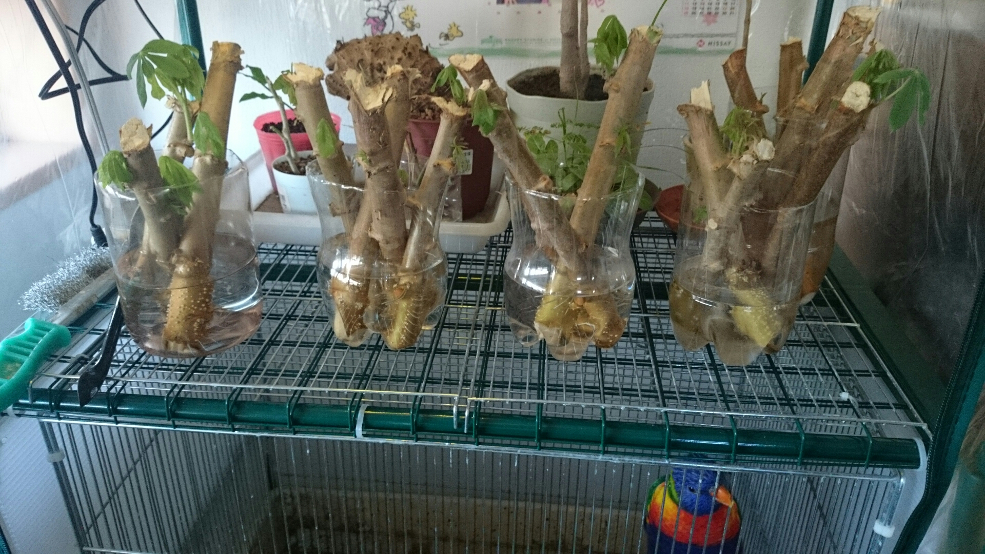 キャッサバ 芽か伸びてきた フィリピンの熱帯植物を育ててみた
