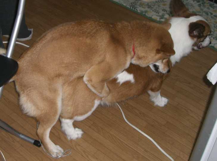 うちの柴犬が発情期です うちの柴犬は噛み犬です