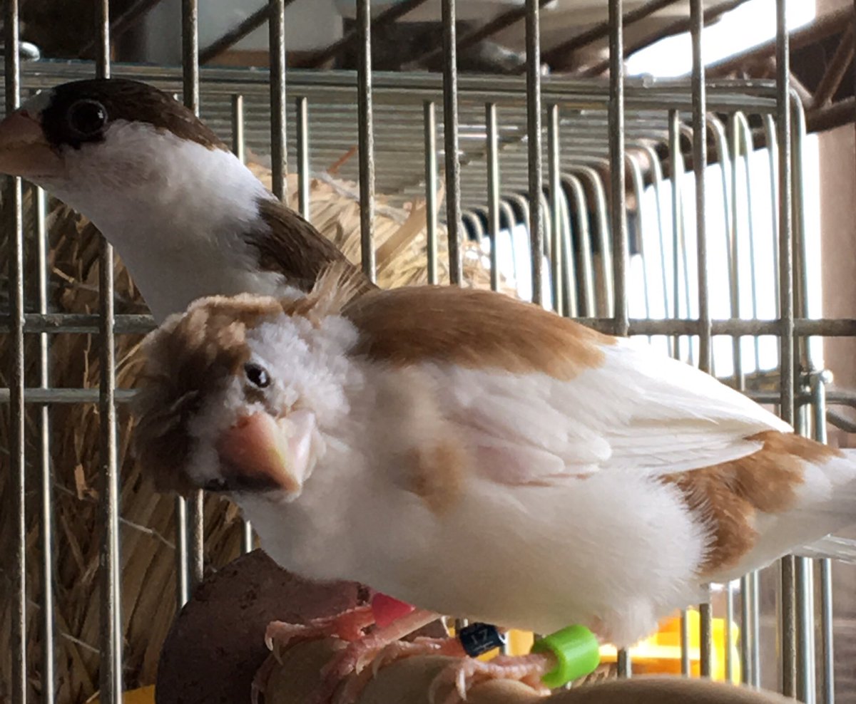 鳥のジュウシマツを知らないなんて常識が ていうのは簡単だけど じゃあ 近世の トレンドニュースアワー