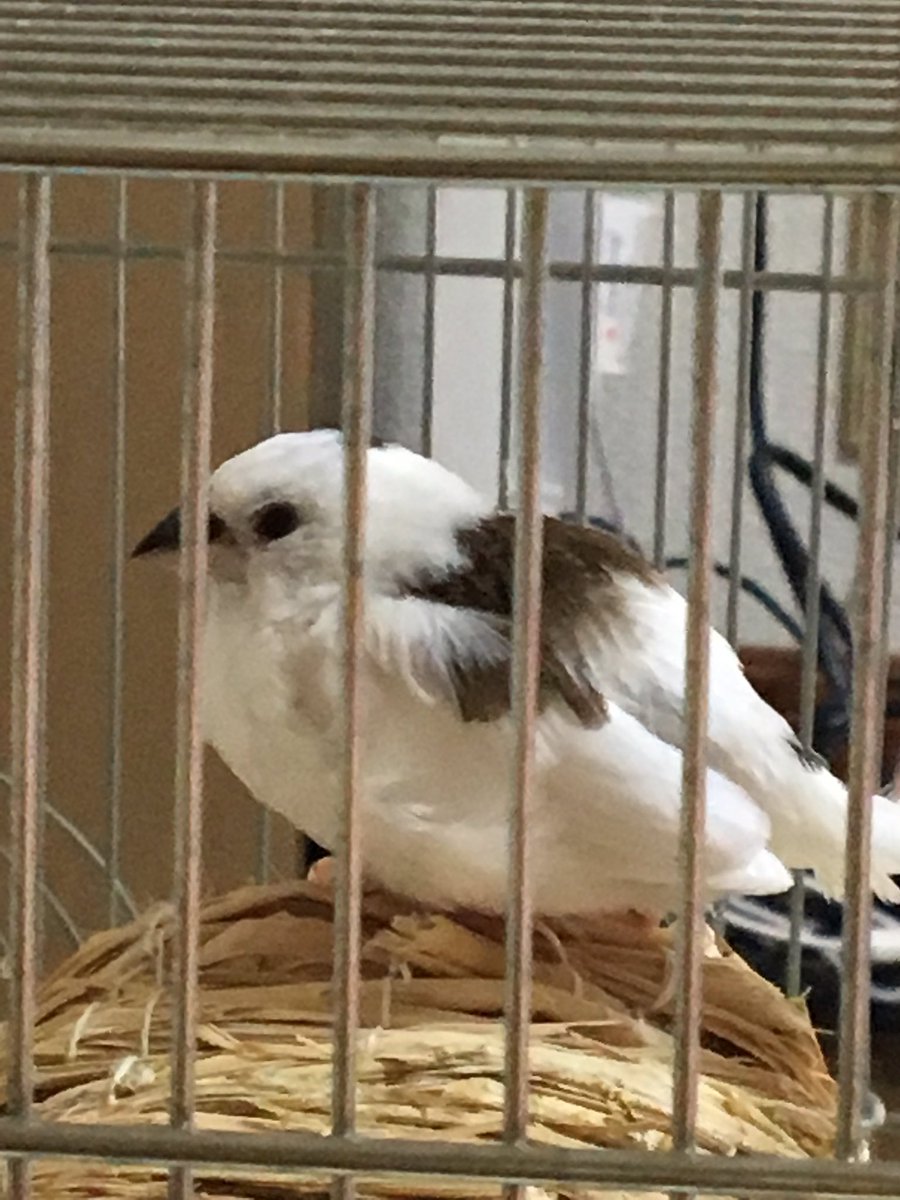 鳥のジュウシマツを知らないなんて常識が ていうのは簡単だけど じゃあ 近世の トレンドニュースアワー 鳥のジュウシマツを知らないなんて常識が ていうのは簡単だけど じゃあ 近世の トレンドニュースアワー