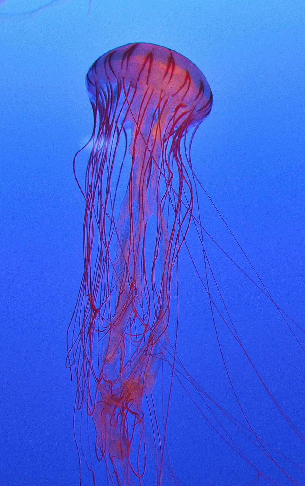 あじさい巡りの後は江ノ電周辺を散歩と猫とクラゲ 神奈川県 Networdの写真置き場と雑記が少々