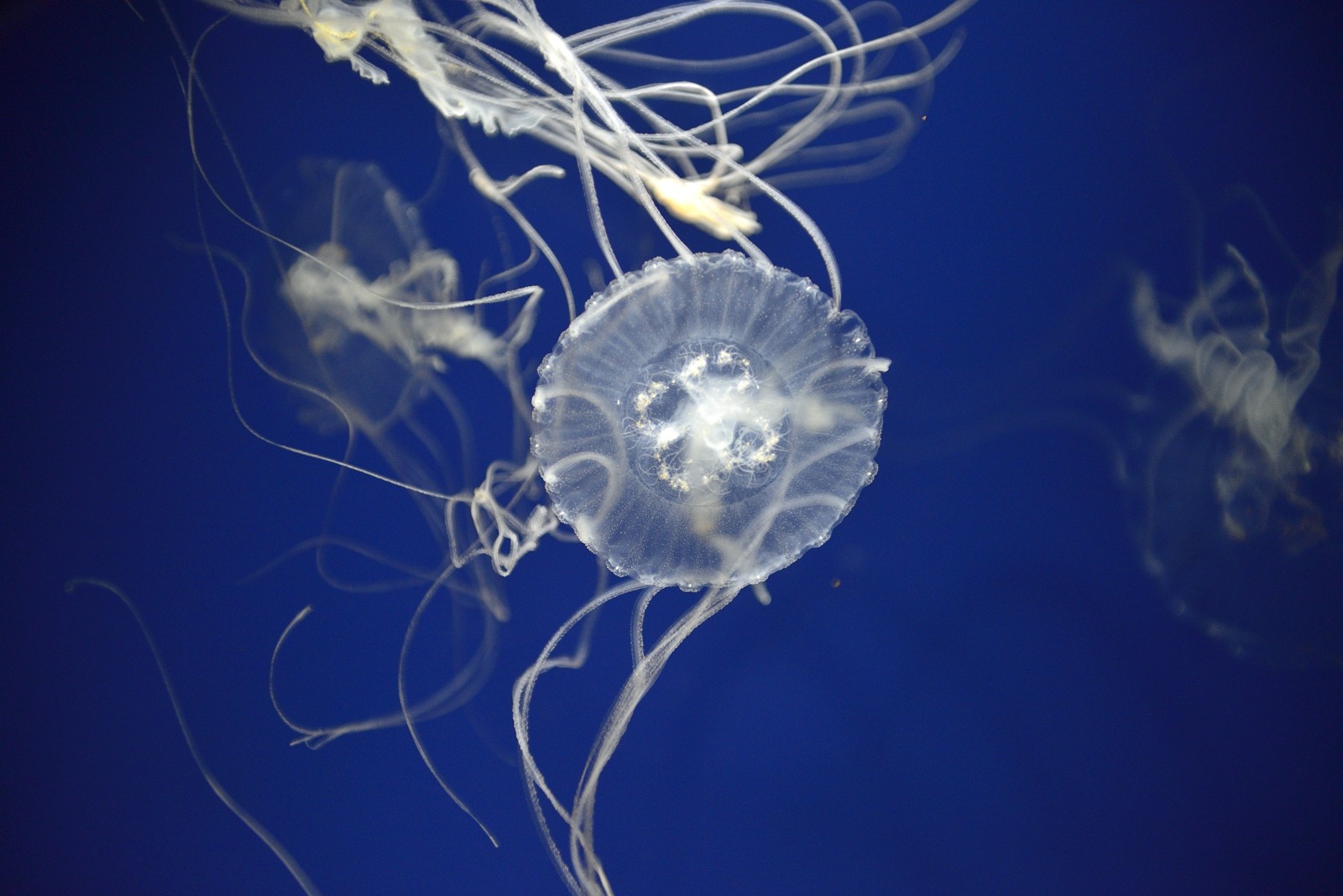 あじさい巡りの後は江ノ電周辺を散歩と猫とクラゲ 神奈川県 Networdの写真置き場と雑記が少々