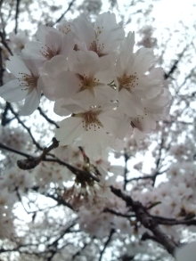 風に舞う花びらに・・・・