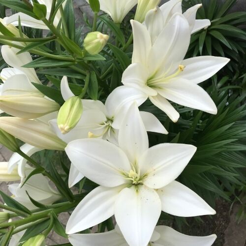 花セラピー 白百合 個育てデザイン ママと子どものコミュニケーション