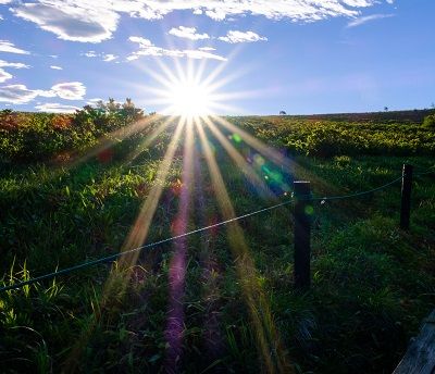 sunlight