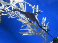 IMG_2426_11