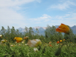 7aff6267.jpg