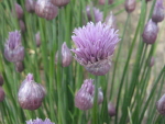 7b1f0640.jpg