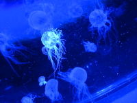IMG_2461_45