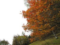 IMG_0607_56