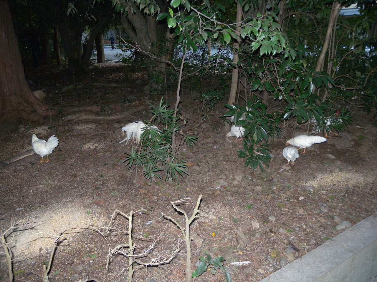 再公開 神宮特集シリーズ1 第8回 境内で動物に出会えたら 祈願の大チャンス 神さま世界ナビ 再公開 神宮特集シリーズ1 第8回 境内で動物に出会えたら 祈願の大チャンス 神さま世界ナビ