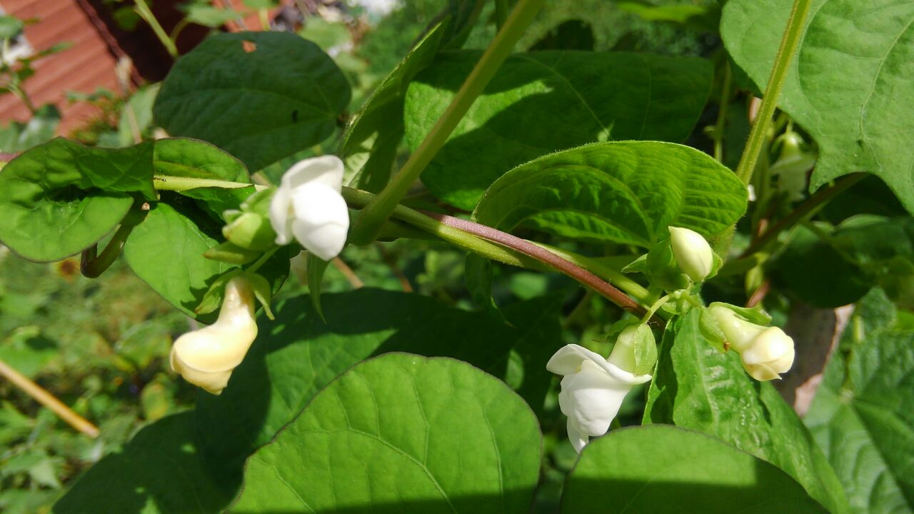 インゲン豆の花は咲いても なかなかサヤにならないのは種まきの時期が関係か 家菜の人 スキマ菜園記