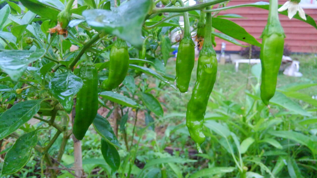 家菜の人~スキマ菜園記~あると便利!シシトウガラシの今年やったお手入れまとめ。コメント ねぼさん
