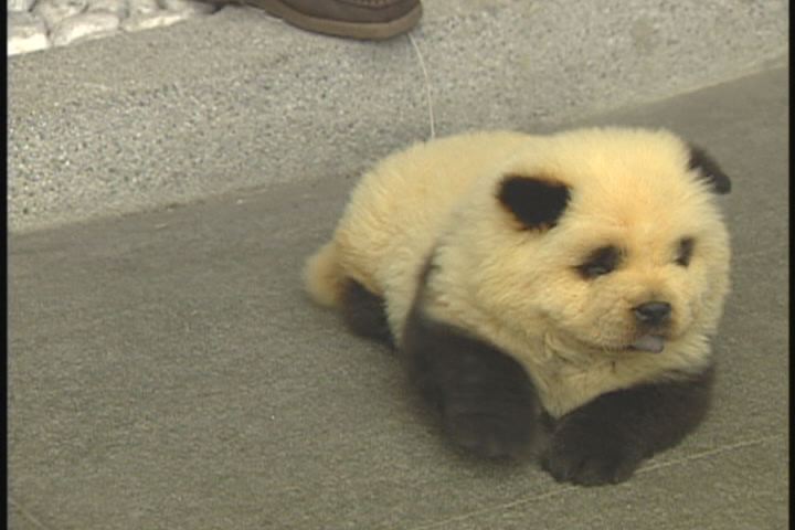 パンダ犬 晴れ ときどき 2匹とセンセン パンダ犬 晴れ ときどき 2匹とセンセン