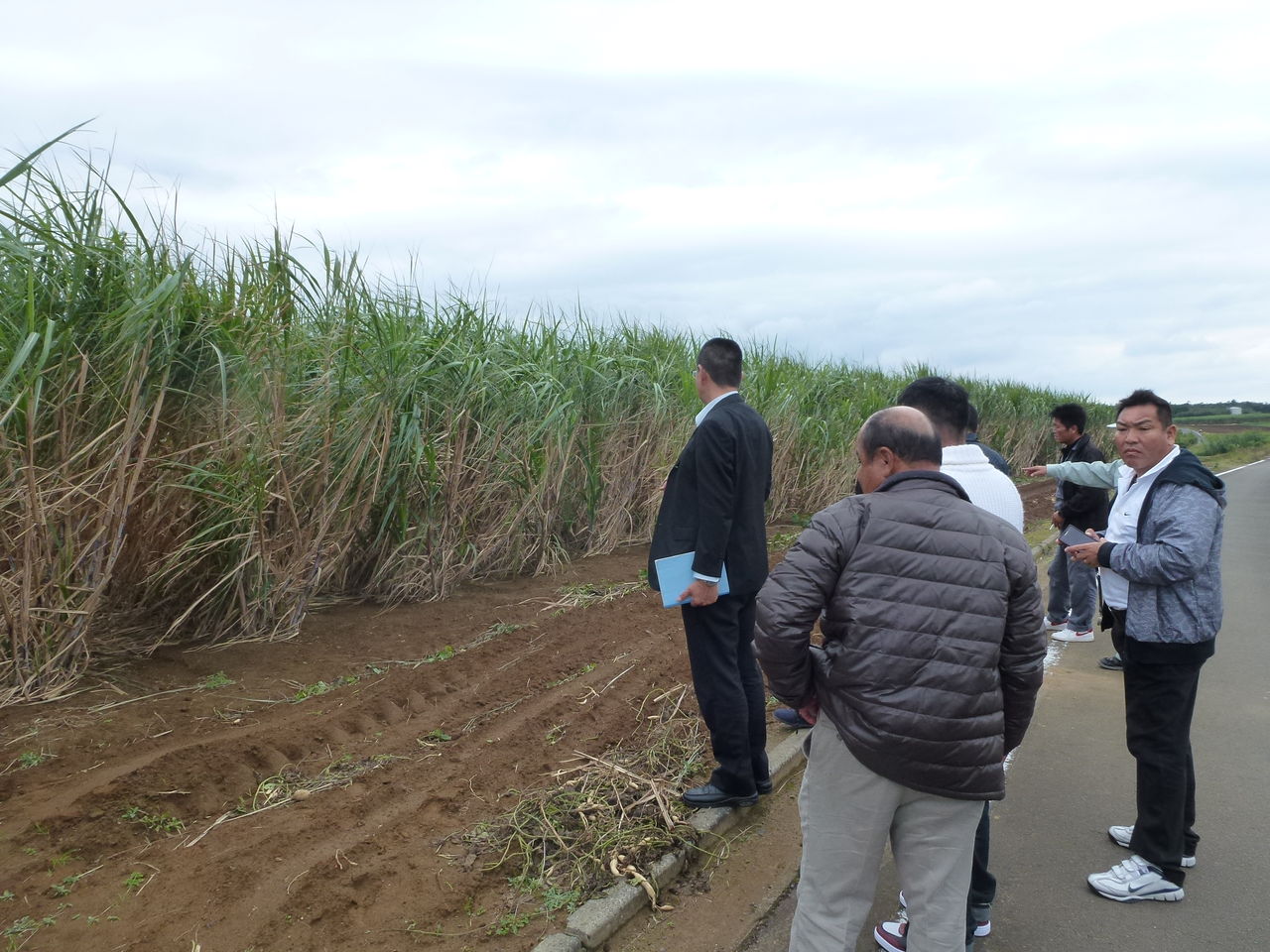 種子島研修 二条植え 徳之島の宝 さとうきびと共に