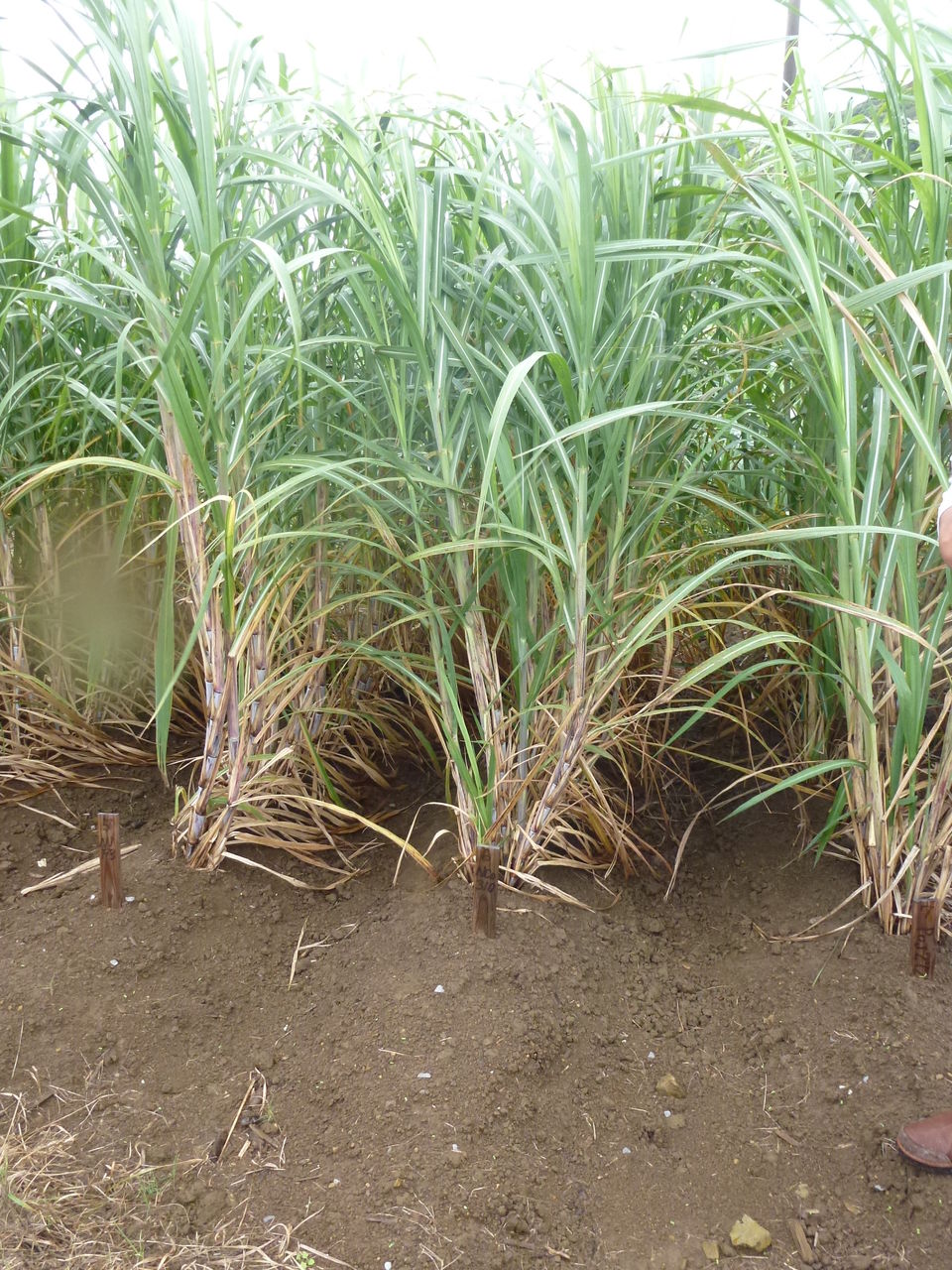 最高のマインクラフト トップ100サトウキビ 種子島