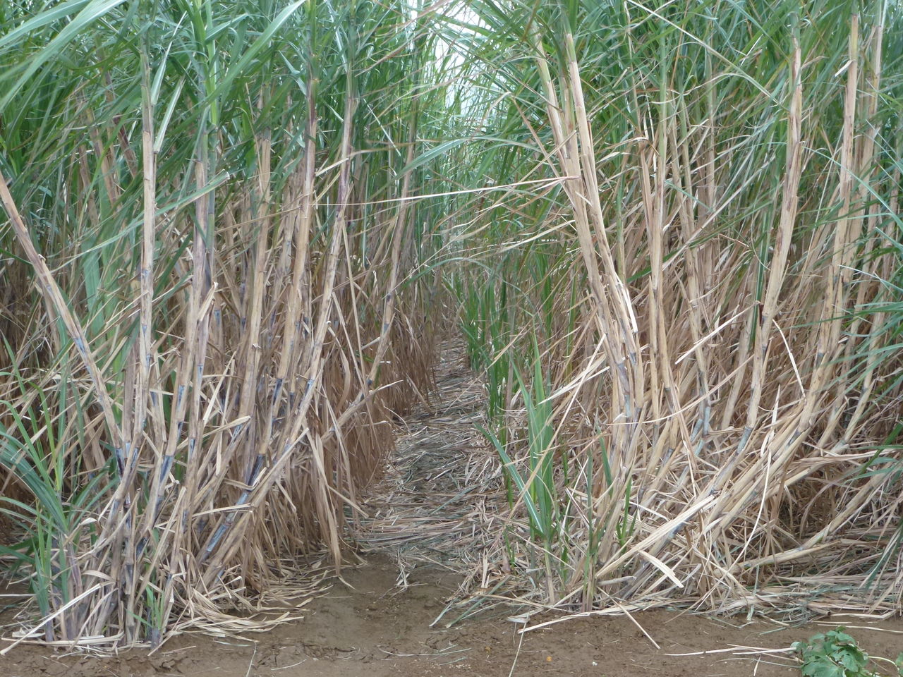 種子島研修 二条植え 徳之島の宝 さとうきびと共に