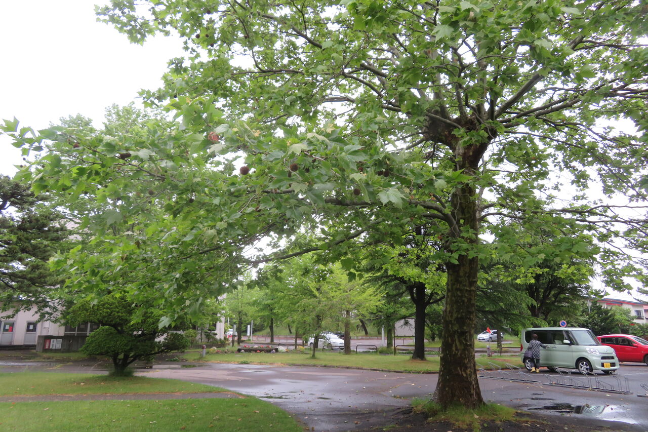 鈴懸の木 新 風の松原を歩く