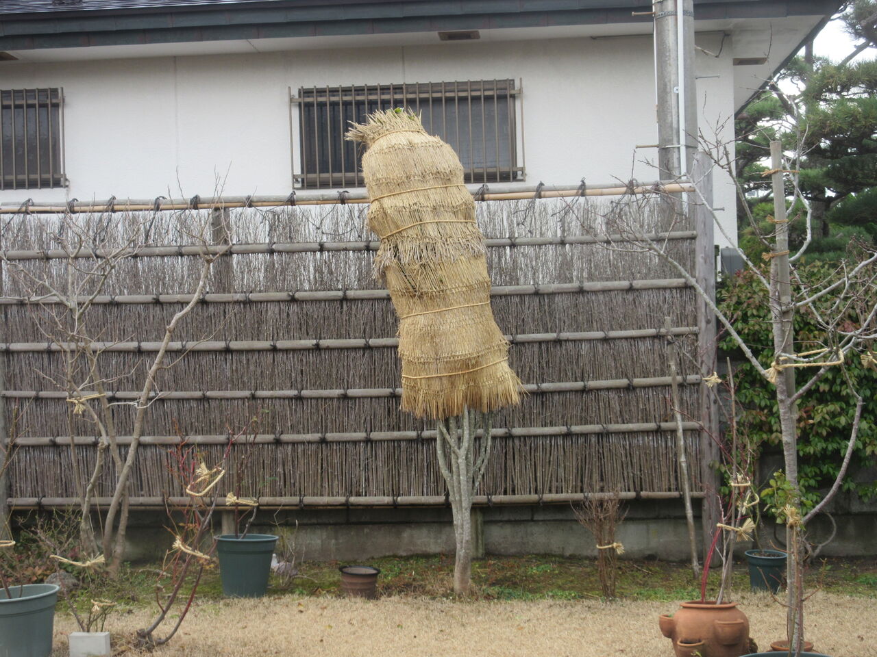 植木の冬囲い 新 風の松原を歩く