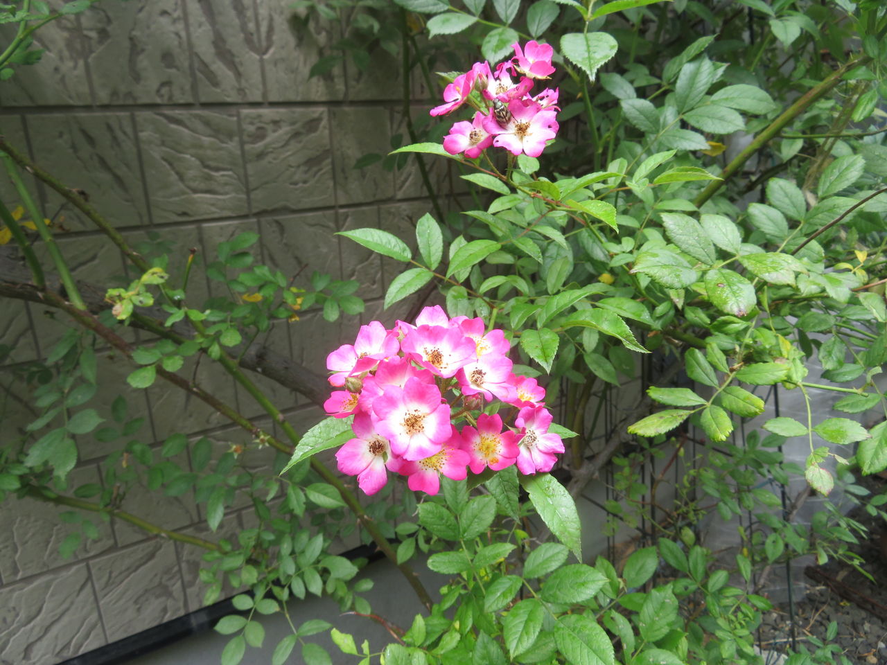 我が家の花 新 風の松原を歩く