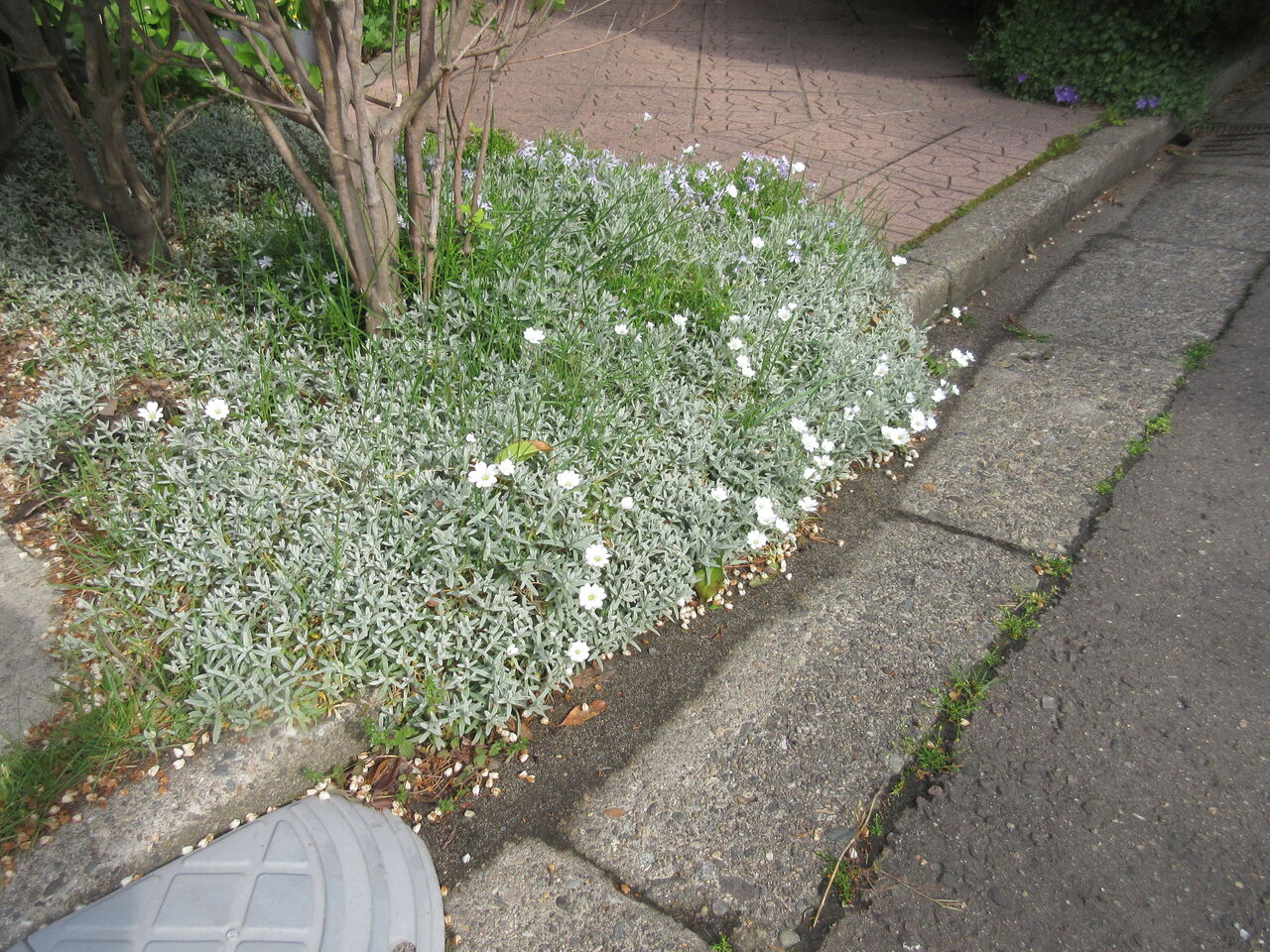 セラスチウム 夏雪草 新 風の松原を歩く