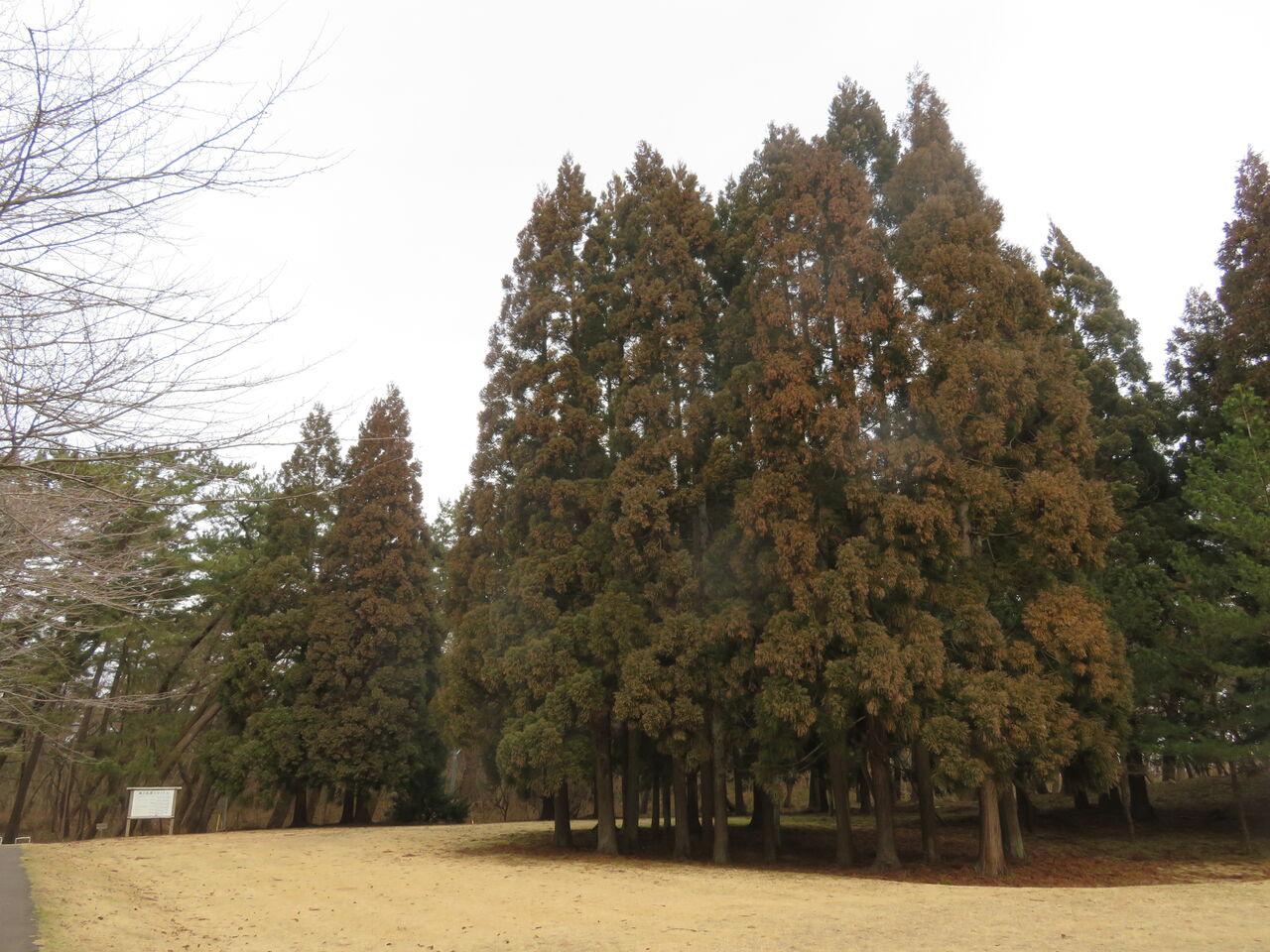 杉花粉は1月末現在どうなっているか 新 風の松原を歩く 杉花粉は1月末現在どうなっているか 新 風の松原を歩く