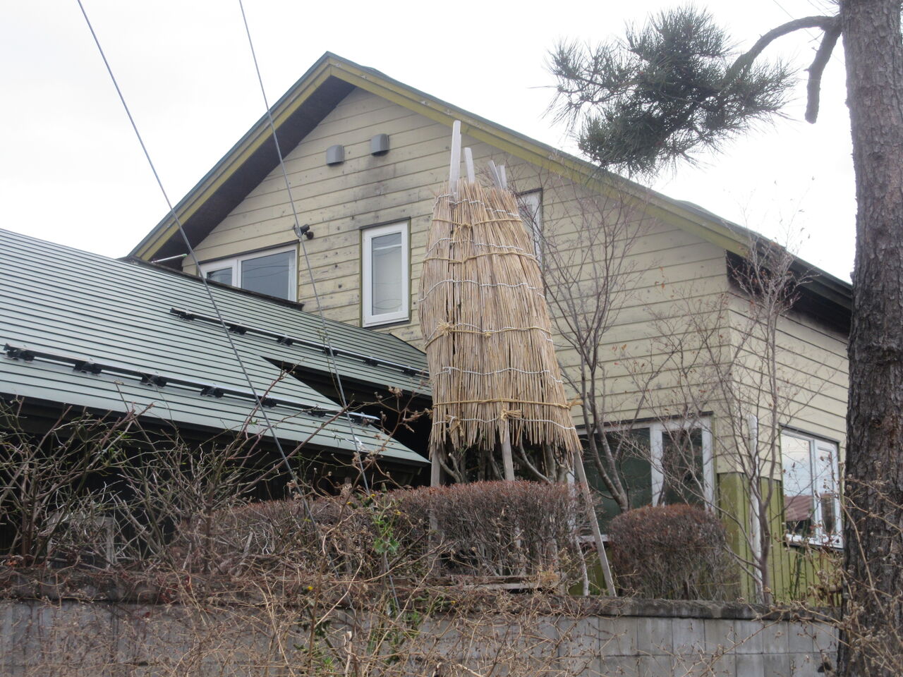 植木の冬囲い 新 風の松原を歩く