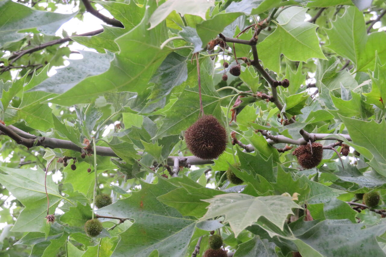 鈴懸の木 新 風の松原を歩く
