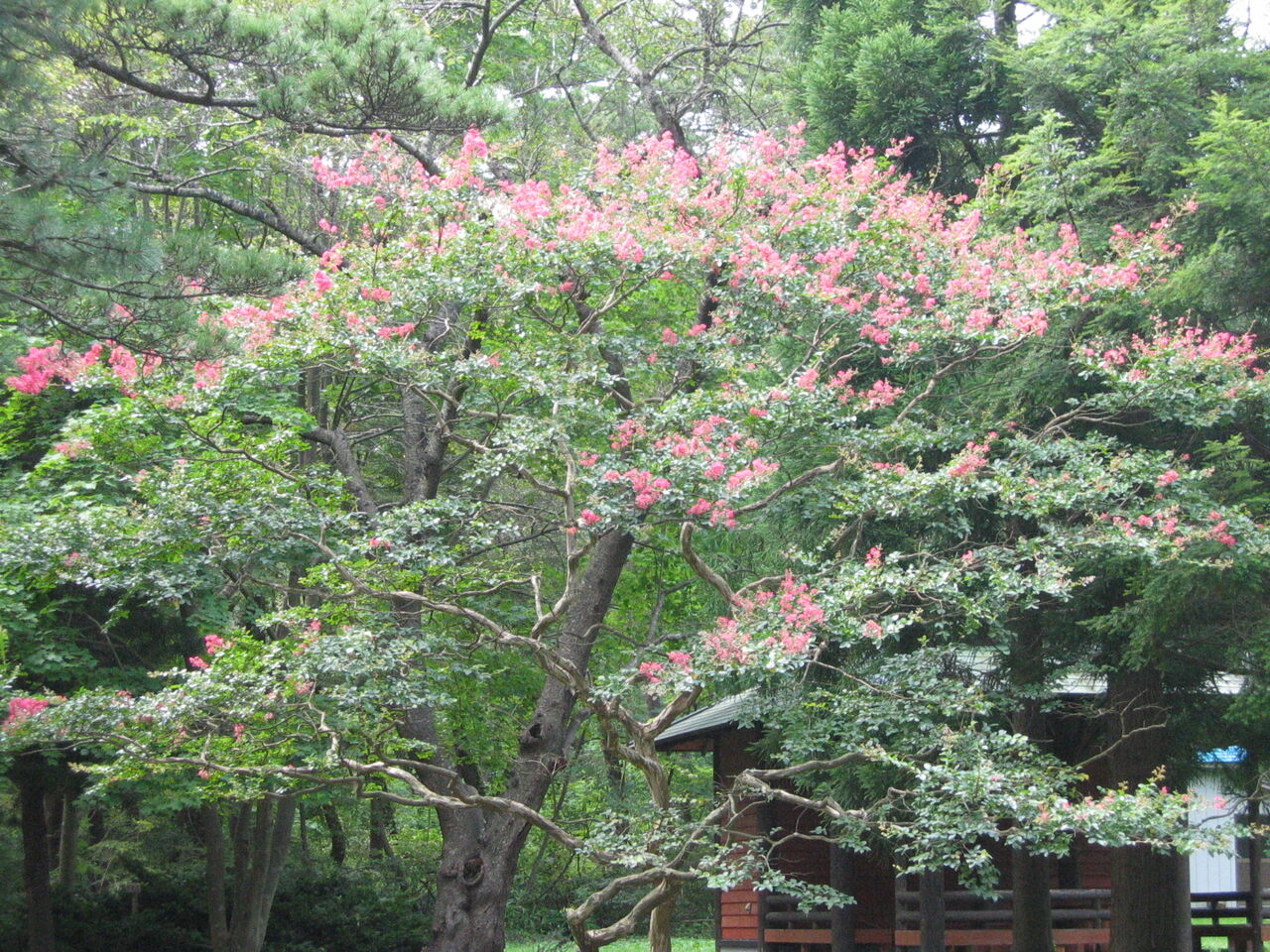 サルスベリ 新 風の松原を歩く