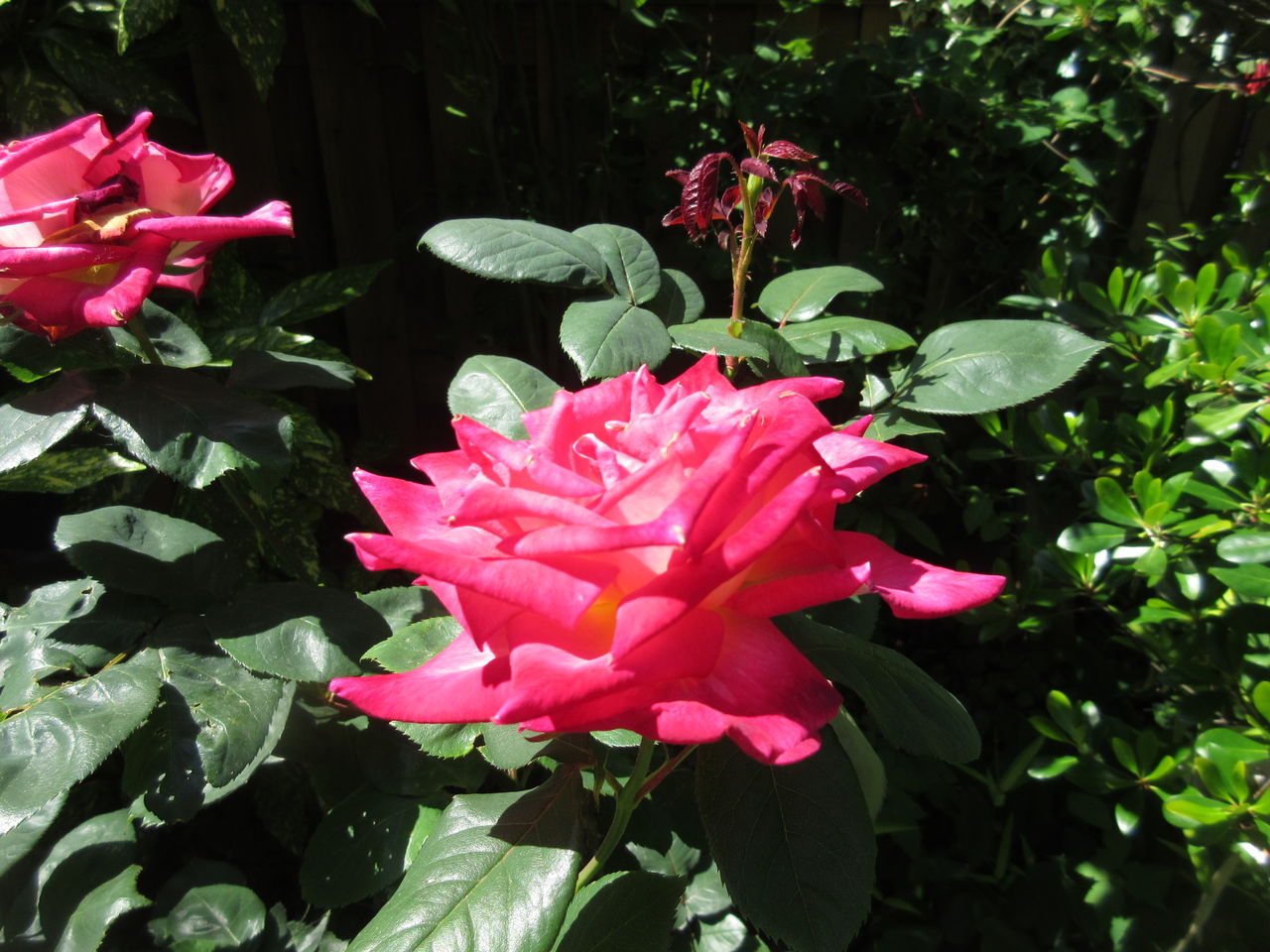 我が家のバラ 新 風の松原を歩く